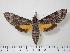  (Isognathus rimosa inclitus - BC-Hax1203)  @14 [ ] Copyright (2010) Unspecified Research Collection of Jean Haxaire