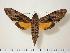  ( - BC-Hax1221)  @14 [ ] Copyright (2010) Unspecified Research Collection of Jean Haxaire