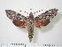  ( - BC-Hax1258)  @14 [ ] Copyright (2010) Unspecified Research Collection of Jean Haxaire