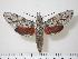  ( - BC-Hax1260)  @14 [ ] Copyright (2010) Unspecified Research Collection of Jean Haxaire