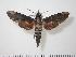  ( - BC-Hax1263)  @14 [ ] Copyright (2010) Unspecified Research Collection of Jean Haxaire