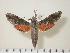  ( - BC-Hax1305)  @14 [ ] Copyright (2010) Unspecified Research Collection of Jean Haxaire