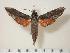  ( - BC-Hax1306)  @14 [ ] Copyright (2010) Unspecified Research Collection of Jean Haxaire