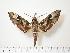  ( - BC-Hax1332)  @14 [ ] Copyright (2010) Unspecified Research Collection of Jean Haxaire