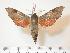  ( - BC-Hax1337)  @14 [ ] Copyright (2010) Unspecified Research Collection of Jean Haxaire