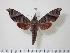  ( - BC-Hax1359)  @14 [ ] Copyright (2010) Unspecified Research Collection of Jean Haxaire