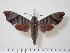  ( - BC-Hax1362)  @14 [ ] Copyright (2010) Unspecified Research Collection of Jean Haxaire