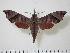  ( - BC-Hax1363)  @14 [ ] Copyright (2010) Unspecified Research Collection of Jean Haxaire