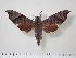  ( - BC-Hax1364)  @14 [ ] Copyright (2010) Unspecified Research Collection of Jean Haxaire