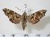  ( - BC-Hax1368)  @14 [ ] Copyright (2010) Unspecified Research Collection of Jean Haxaire