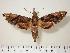  ( - BC-Hax1383)  @15 [ ] Copyright (2010) Unspecified Research Collection of Jean Haxaire