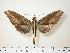  ( - BC-Hax1419)  @13 [ ] Copyright (2010) Unspecified Research Collection of Jean Haxaire