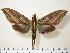  ( - BC-Hax1423)  @14 [ ] Copyright (2010) Unspecified Research Collection of Jean Haxaire