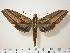  ( - BC-Hax1424)  @14 [ ] Copyright (2010) Unspecified Research Collection of Jean Haxaire