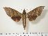  ( - BC-Hax1427)  @14 [ ] Copyright (2010) Unspecified Research Collection of Jean Haxaire