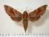  ( - BC-Hax1432)  @14 [ ] Copyright (2010) Unspecified Research Collection of Jean Haxaire