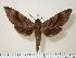  ( - BC-Hax1435)  @14 [ ] Copyright (2010) Unspecified Research Collection of Jean Haxaire