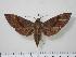  ( - BC-Hax1440)  @14 [ ] Copyright (2010) Unspecified Research Collection of Jean Haxaire