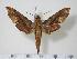  ( - BC-Hax1457)  @15 [ ] Copyright (2010) Unspecified Research Collection of Jean Haxaire