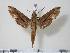  ( - BC-Hax1458)  @14 [ ] Copyright (2010) Unspecified Research Collection of Jean Haxaire