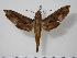 ( - BC-Hax1460)  @14 [ ] Copyright (2010) Unspecified Research Collection of Jean Haxaire