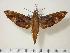  ( - BC-Hax1463)  @14 [ ] Copyright (2010) Unspecified Research Collection of Jean Haxaire