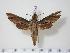  ( - BC-Hax1468)  @14 [ ] Copyright (2010) Unspecified Research Collection of Jean Haxaire