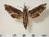  (Eupanacra harmani - BC-Hax1473)  @15 [ ] Copyright (2010) Unspecified Research Collection of Jean Haxaire