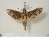  (Eupanacra mydon - BC-Hax1493)  @14 [ ] Copyright (2010) Unspecified Research Collection of Jean Haxaire