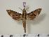  (Eupanacra elassama - BC-Hax1497)  @14 [ ] Copyright (2010) Unspecified Research Collection of Jean Haxaire