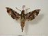  ( - BC-Hax1498)  @14 [ ] Copyright (2010) Unspecified Research Collection of Jean Haxaire