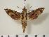  (Eupanacra elegantulus - BC-Hax1500)  @14 [ ] Copyright (2010) Unspecified Research Collection of Jean Haxaire
