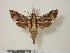 ( - BC-Hax1501)  @14 [ ] Copyright (2010) Unspecified Research Collection of Jean Haxaire