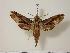  (Eupanacra radians - BC-Hax1504)  @14 [ ] Copyright (2010) Unspecified Research Collection of Jean Haxaire