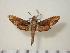  ( - BC-Hax1507)  @14 [ ] Copyright (2010) Unspecified Research Collection of Jean Haxaire