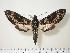  ( - BC-Hax1866)  @14 [ ] Copyright (2010) Unspecified Research Collection of Jean Haxaire