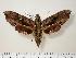  (Hemeroplanes ornatus - BC-Hax1928)  @14 [ ] Copyright (2010) Unspecified Research Collection of Jean Haxaire