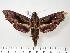  ( - BC-Hax1940)  @14 [ ] Copyright (2010) Unspecified Research Collection of Jean Haxaire