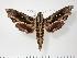  (Hemeroplanes longistriga - BC-Hax1943)  @15 [ ] Copyright (2010) Unspecified Research Collection of Jean Haxaire
