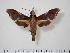  ( - BC-Hax1996)  @13 [ ] Copyright (2010) Unspecified Research Collection of Jean Haxaire