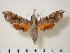  ( - BC-Hax2045)  @14 [ ] Copyright (2010) Unspecified Research Collection of Jean Haxaire