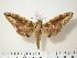  (Parum - BC-Hax2058)  @15 [ ] Copyright (2010) Unspecified Research Collection of Jean Haxaire