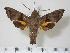  ( - BC-Hax2110)  @14 [ ] Copyright (2010) Unspecified Research Collection of Jean Haxaire
