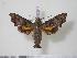  (Perigonia grisea - BC-Hax2118)  @14 [ ] Copyright (2010) Unspecified Research Collection of Jean Haxaire