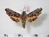  ( - BC-Hax2211)  @14 [ ] Copyright (2010) Unspecified Research Collection of Jean Haxaire