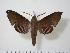  (Pachygonidia hopfferi - BC-Hax2251)  @14 [ ] Copyright (2010) Unspecified Research Collection of Jean Haxaire