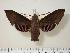  ( - BC-Hax2252)  @13 [ ] Copyright (2010) Unspecified Research Collection of Jean Haxaire