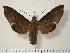  (Pachygonidia caliginosa - BC-Hax2254)  @14 [ ] Copyright (2010) Unspecified Research Collection of Jean Haxaire