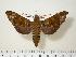 ( - BC-Hax2257)  @14 [ ] Copyright (2010) Unspecified Research Collection of Jean Haxaire