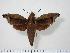  ( - BC-Hax2289)  @14 [ ] Copyright (2010) Unspecified Research Collection of Jean Haxaire